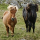Pony Islas Feroe - © Maria Joensen - Faroe Islands - Transferred from da.wikipedia to Commons by Thomas81 using CommonsHelper., CC BY 3.0